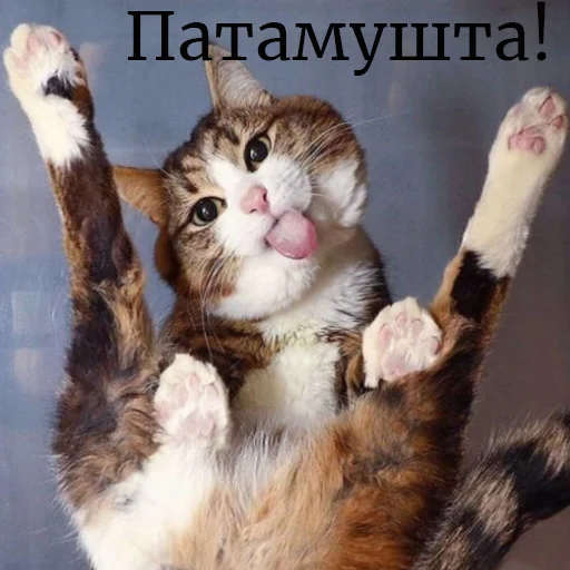Стикер 6 из набора «Котейки садовода»