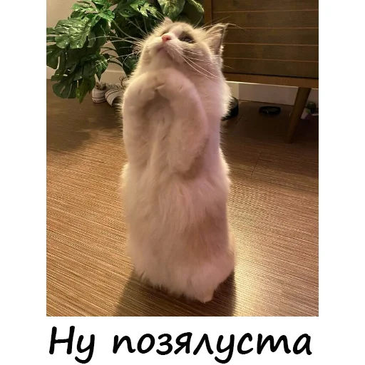 Стикер 7 из набора «Котейки садовода»