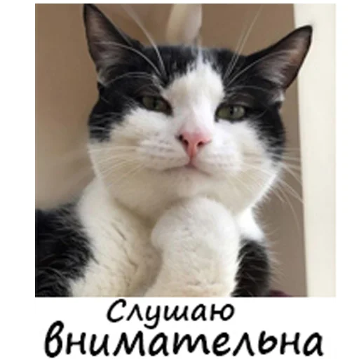 Стикер 8 из набора «Котейки садовода»