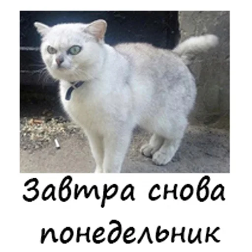 Стикер 9 из набора «Котейки садовода»