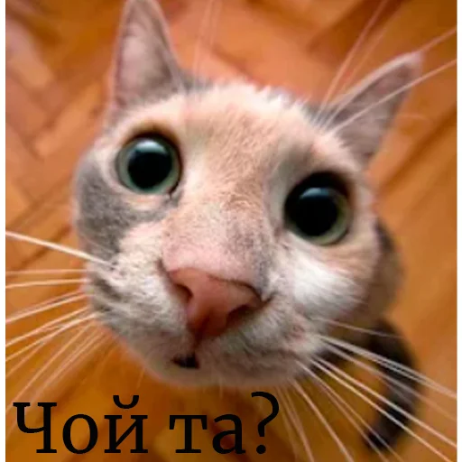Стикер 10 из набора «Котейки садовода»