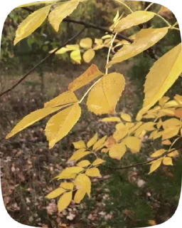 Стикер 17 из набора «Autumn @stickersb2b»