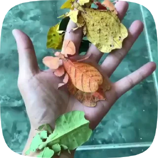 Стикер 5 из набора «Autumn @stickersb2b»