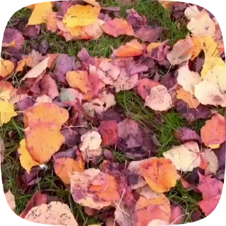 Стикер 7 из набора «Autumn @stickersb2b»