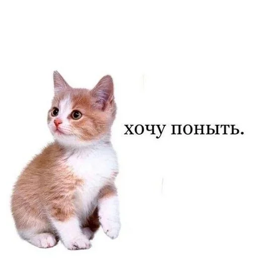 Стикер 11 из набора «Стикеры одинокой бабули @feeling_goddess»