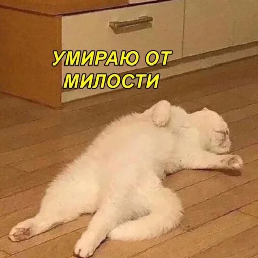 Стикер 14 из набора «Стикеры одинокой бабули @feeling_goddess»