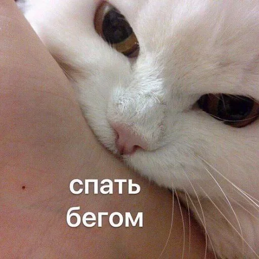 Стикер 15 из набора «Стикеры одинокой бабули @feeling_goddess»