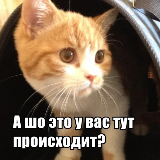 Стикер 9 из набора «Стикеры одинокой бабули @feeling_goddess»