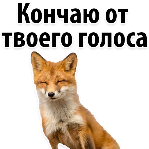 Стикер 5 из набора «Radio Day @stickersb2b»