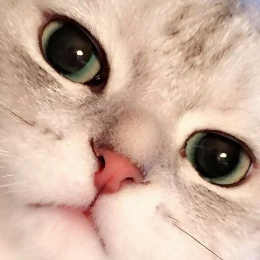 Стикер 12 из набора «saintpaw by @xraycrow»