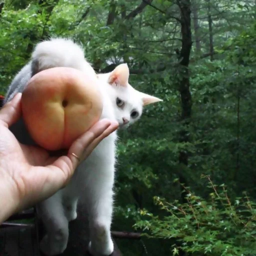Стикер 13 из набора «saintpaw by @xraycrow»