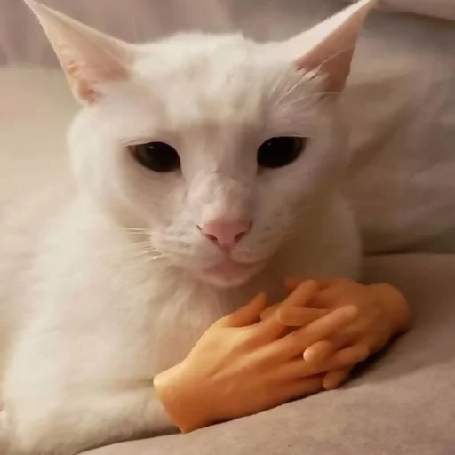Стикер 20 из набора «saintpaw by @xraycrow»