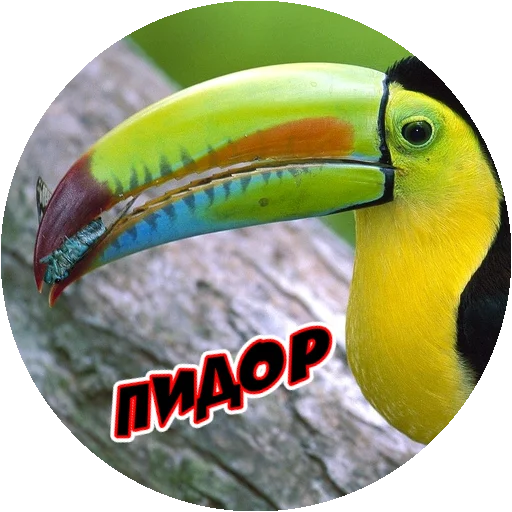 Стикер 1 из набора «Angry @stickersb2b»