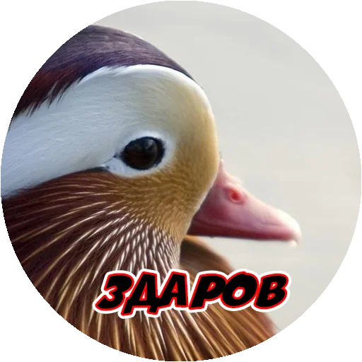 Стикер 2 из набора «Angry @stickersb2b»