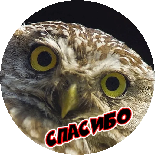 Стикер 11 из набора «Angry @stickersb2b»