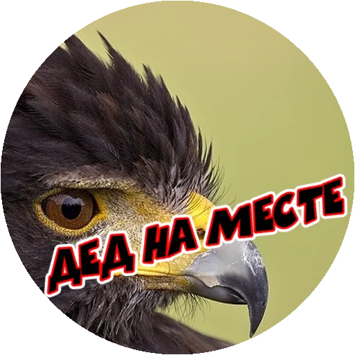 Стикер 12 из набора «Angry @stickersb2b»