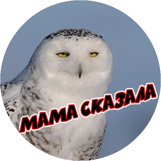 Стикер 13 из набора «Angry @stickersb2b»