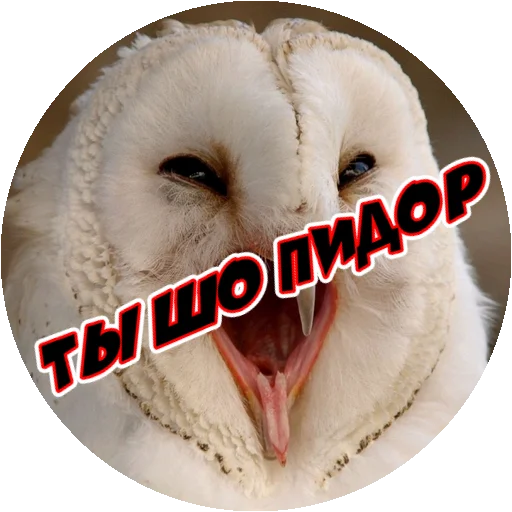 Стикер 14 из набора «Angry @stickersb2b»