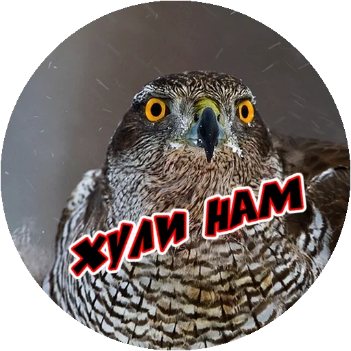 Стикер 15 из набора «Angry @stickersb2b»