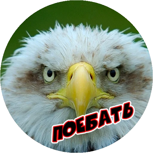 Стикер 16 из набора «Angry @stickersb2b»