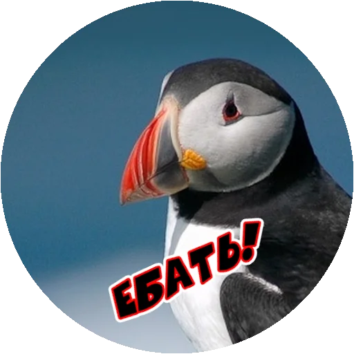 Стикер 19 из набора «Angry @stickersb2b»