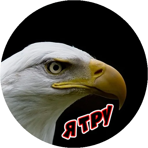 Стикер 20 из набора «Angry @stickersb2b»