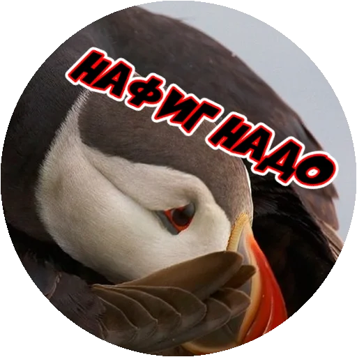 Стикер 4 из набора «Angry @stickersb2b»