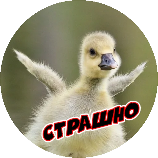 Стикер 6 из набора «Angry @stickersb2b»