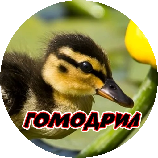 Стикер 8 из набора «Angry @stickersb2b»