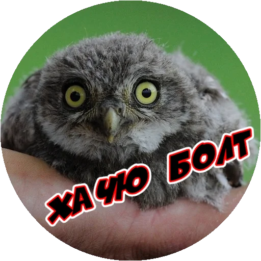 Стикер 9 из набора «Angry @stickersb2b»